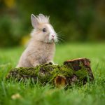 Laisser son lapin à l’extérieur