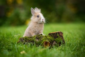 Laisser son lapin à l&rsquo;extérieur