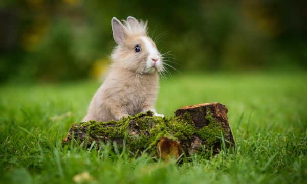 Laisser son lapin à l’extérieur