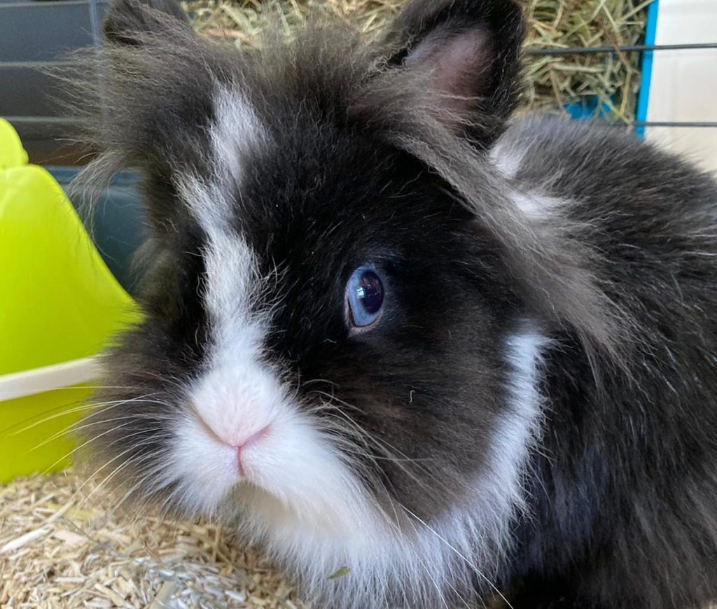 Lapin extra nain gris et blanc