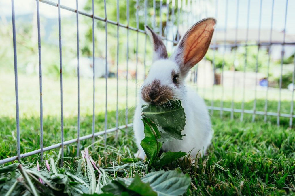 Lapin dans son enclos à l'extérieur