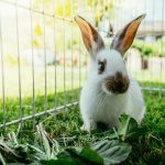 Comment créer un espace idéal au jardin pour votre lapin ?
