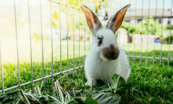 Comment créer un espace idéal au jardin pour votre lapin ?