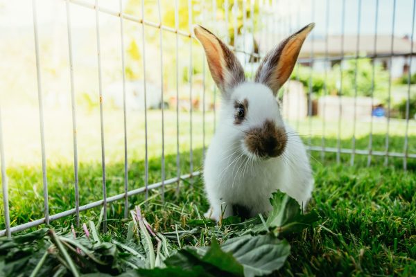 Comment créer un espace idéal au jardin pour votre lapin ?