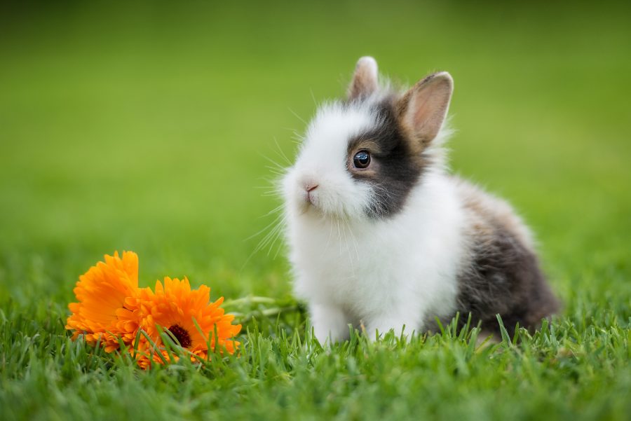 Lapin extra nain : caractère, santé, comportement