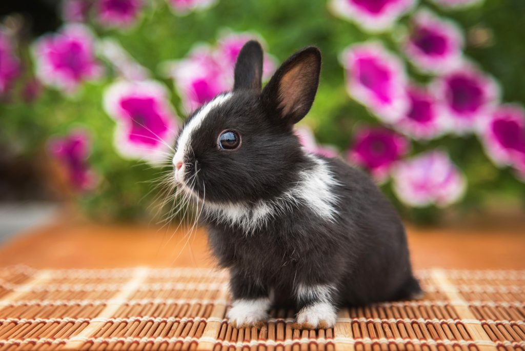 Lapin extra-nain en liberté au jardin