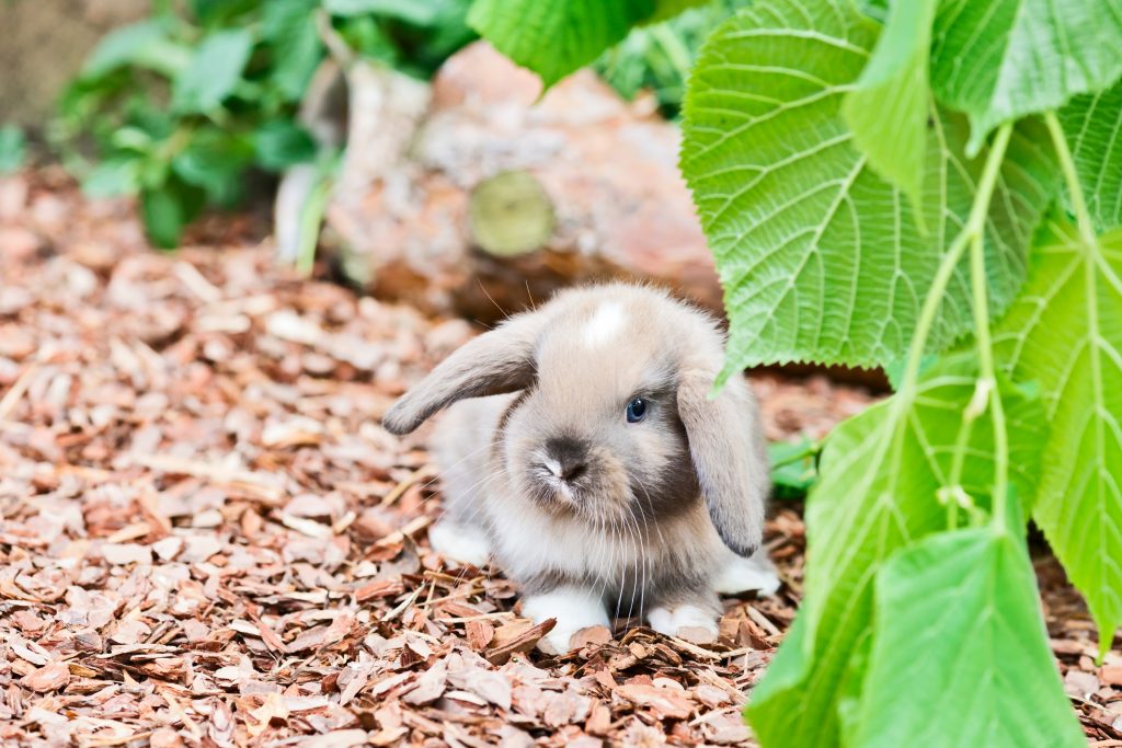 Lapin extra nain dans sa cage