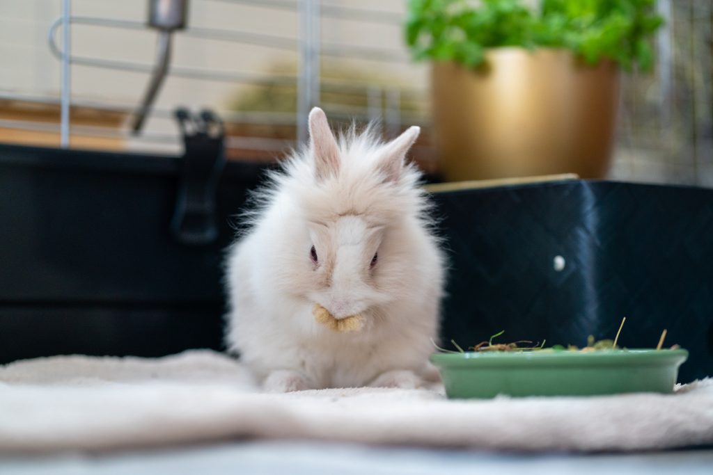 Lapin extra nain qui fait sa toilette