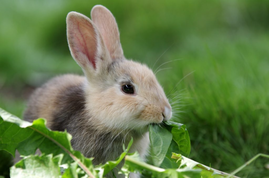 Lapin extra nain qui mange des feuilles