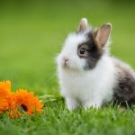 Lapin extra nain : caractère, santé, comportement