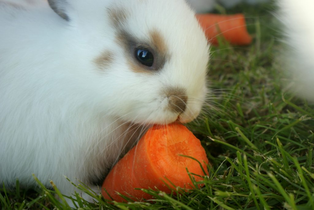 Lapin qui mange une carotte