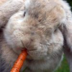 Quels restes de table donner à son lapin ?