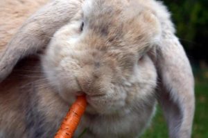 Quels restes de table donner à son lapin ?
