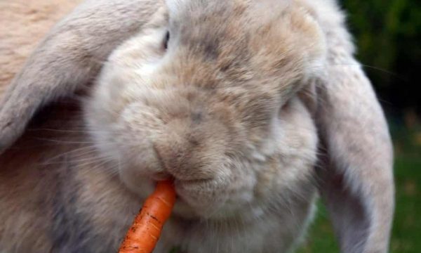 Quels restes de table donner à son lapin ?