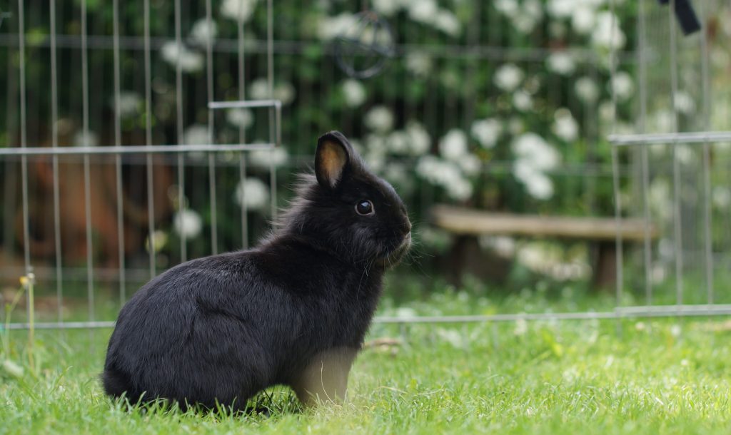 Lapin noir dans un enclos de grande taille