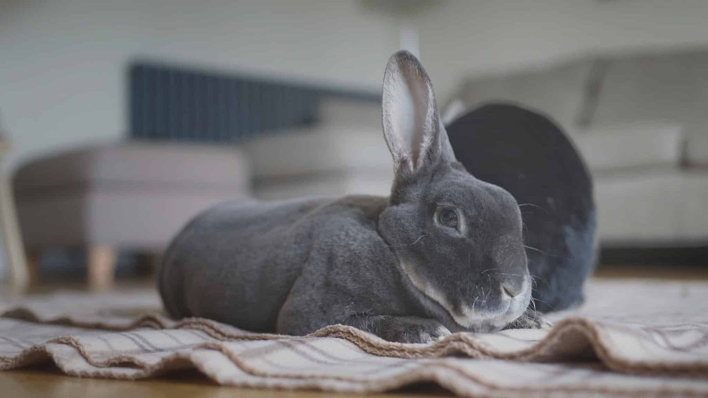 Photo d'un lapin abattu car il est malade