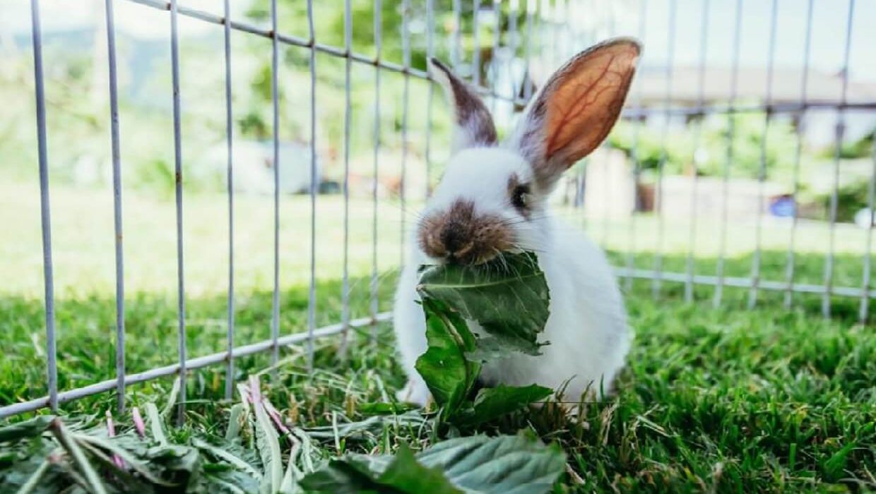 Alimentation du lapin : tableau des Légumes, Fruits, Herbes