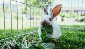 Alimentation du lapin : tableau des Légumes, Fruits, Herbes