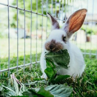 Alimentation du lapin : tableau des Légumes, Fruits, Herbes