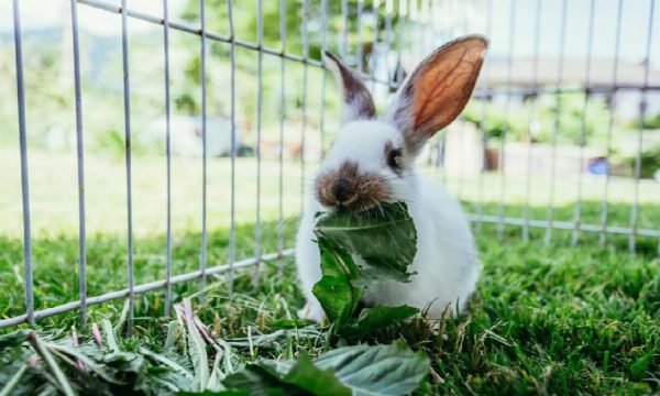 Alimentation du lapin : tableau des Légumes, Fruits, Herbes