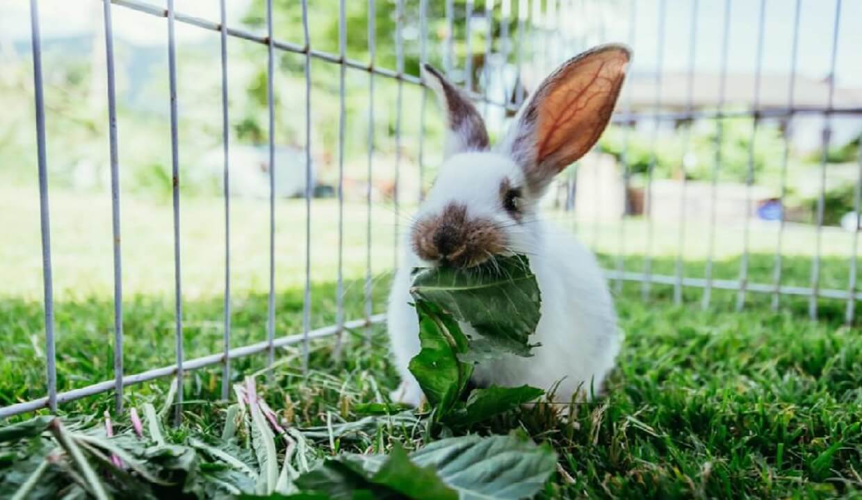 Alimentation du lapin : tableau des Légumes, Fruits, Herbes