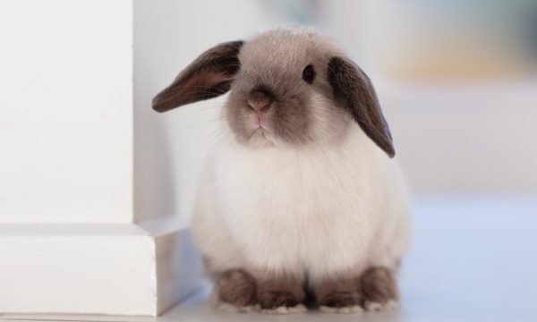 La pasteurellose chez le lapin