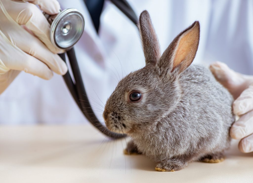 Lapin chez le vétérinaire