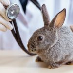 La myxomatose chez le lapin