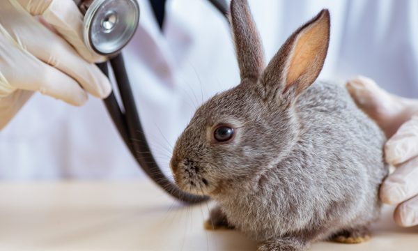 La myxomatose chez le lapin