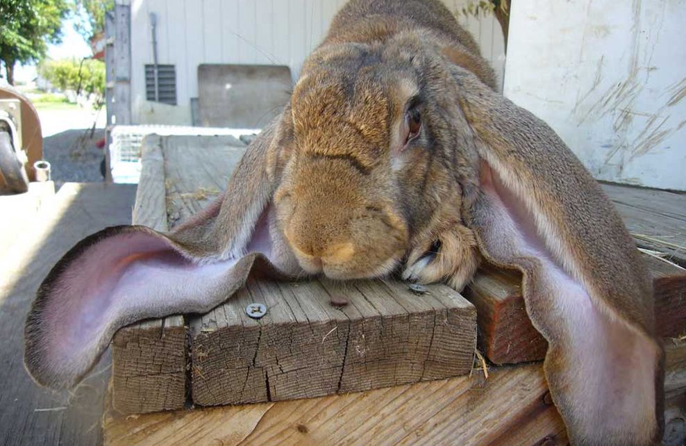 Lapin géronimo aux grandes oreilles