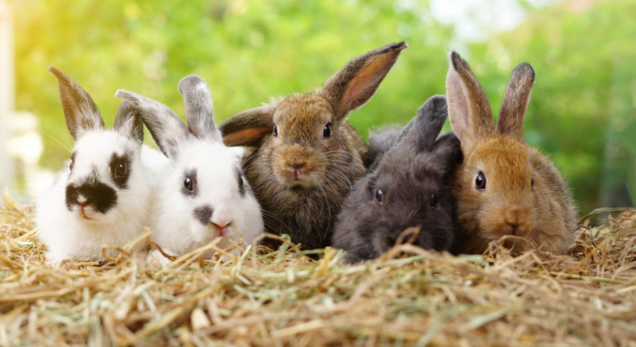 Races de lapins de A à Z