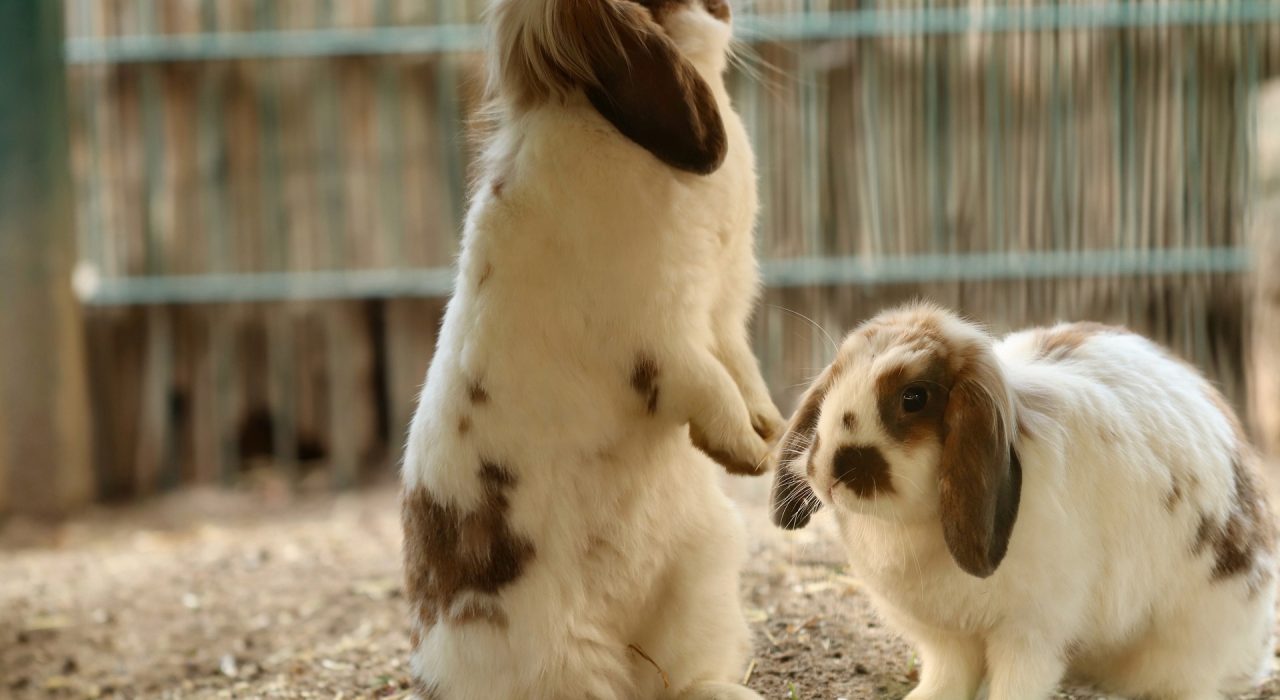 Comportement du lapin nain : les signes à comprendre