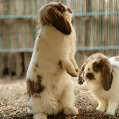 Comportement du lapin nain : les signes à comprendre