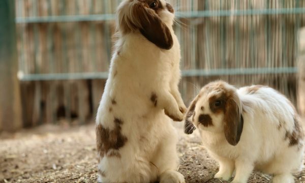 Comportement du lapin nain : les signes à comprendre