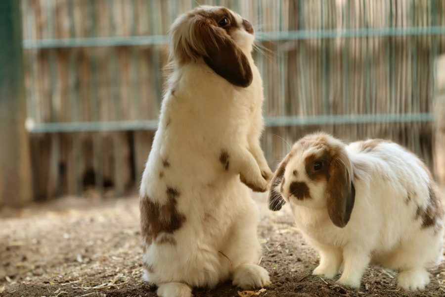 Comportement du lapin nain et signes