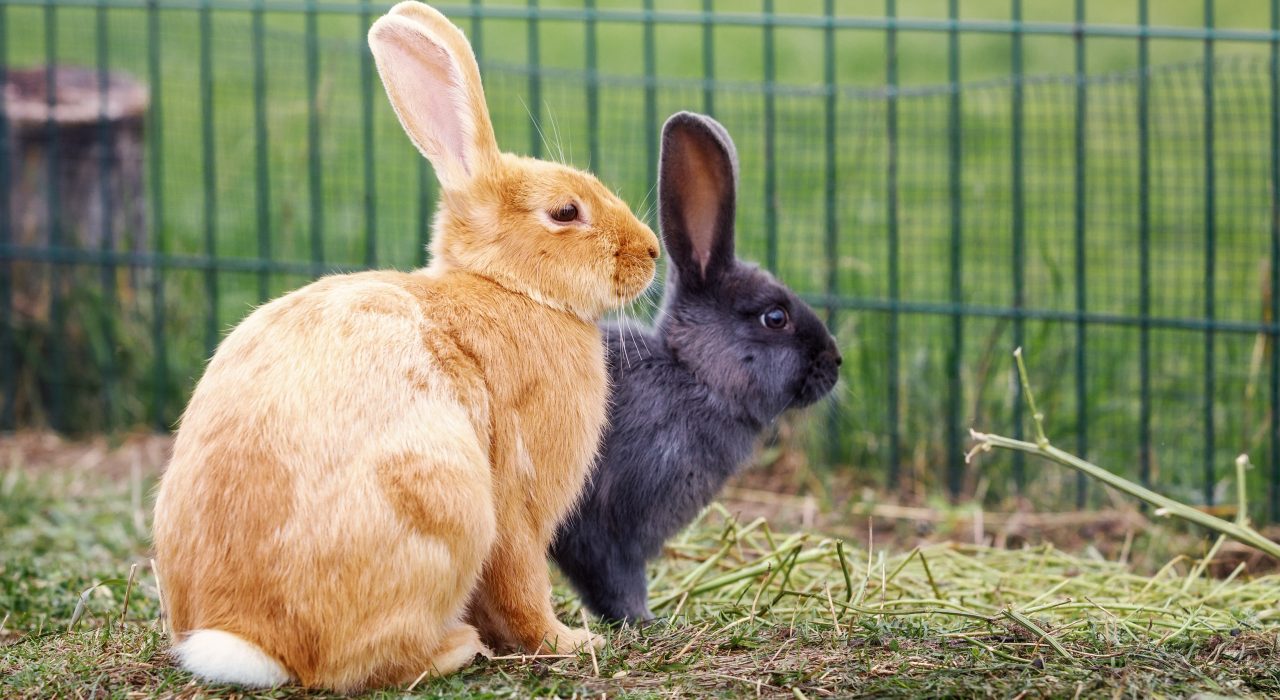 Où installer un enclos pour ses lapins et lequel choisir ?