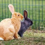 Où installer un enclos pour ses lapins et lequel choisir ?