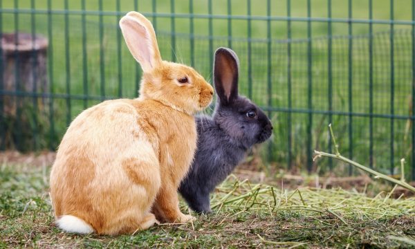 Où installer un enclos pour ses lapins et lequel choisir ?