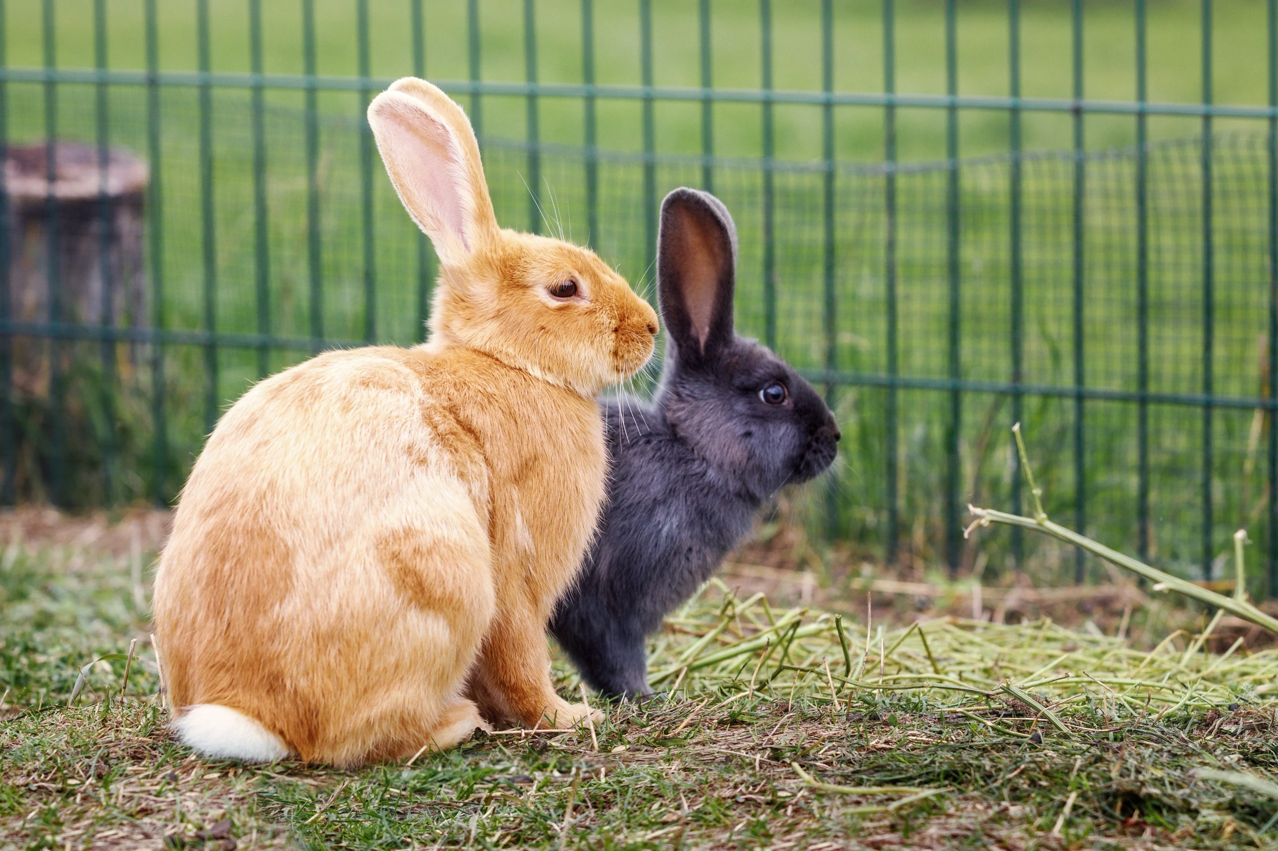 Bien choisir et installer un enclos pour ses lapins