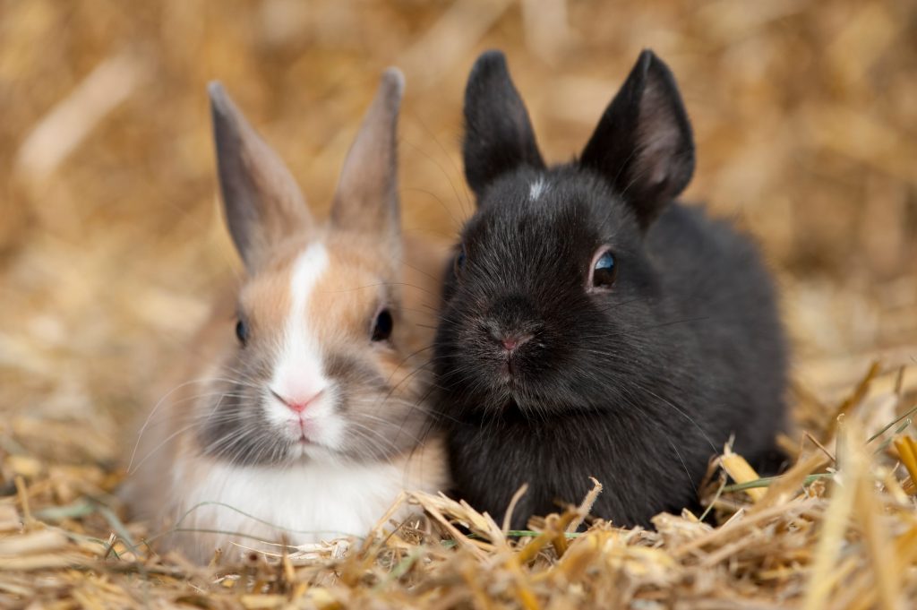Vacunacion conejos enanos