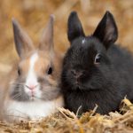 Vaccination du lapin nain