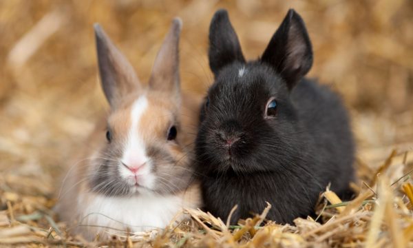 Vaccination du lapin nain