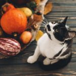 Quels légumes donner à son chat ?