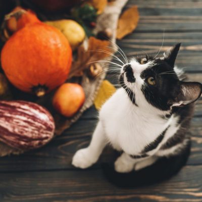 Légumes pour chat : quels légumes et quelles quantités