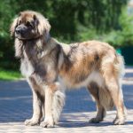 Chiens géants : Top 10 des races les plus grandes