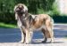 Races de chiens géantes : TOP 10 des plus grands chiens