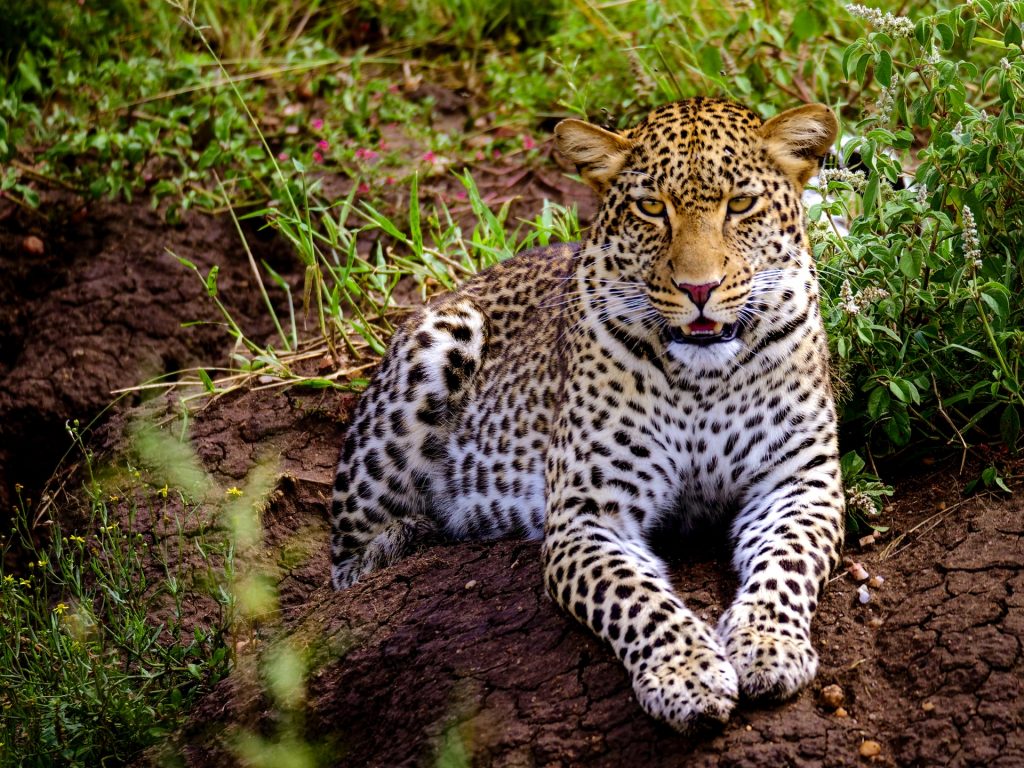 léopard d'indochine