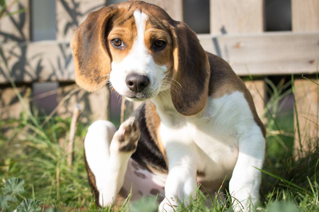 chien qui se gratte
