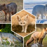Tout savoir sur les renards, les rois des canidés

