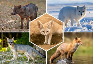 Tout savoir sur les renards, les rois des canidés